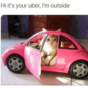 Meet your Posher, Rosann